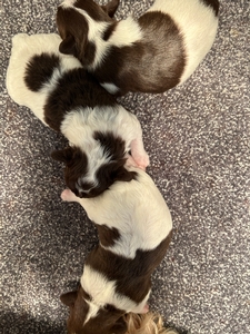 Chocolate and White Parti-colored Schnoodle Puppies for Sale DOB 12-1-2023 $1200